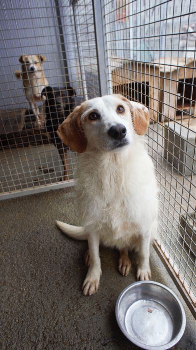 Ani cadela porte medio grande um docinho