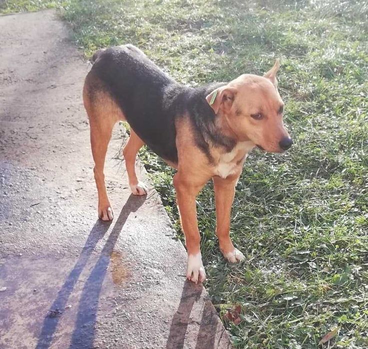 Прилаштовуються собачки