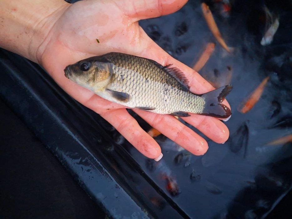 Karp narybek 10-14cm Amur,Jesiotr