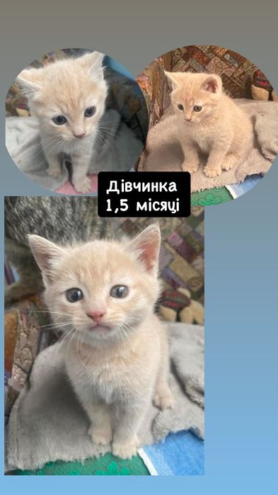 Крошечный котёнок бесплатно