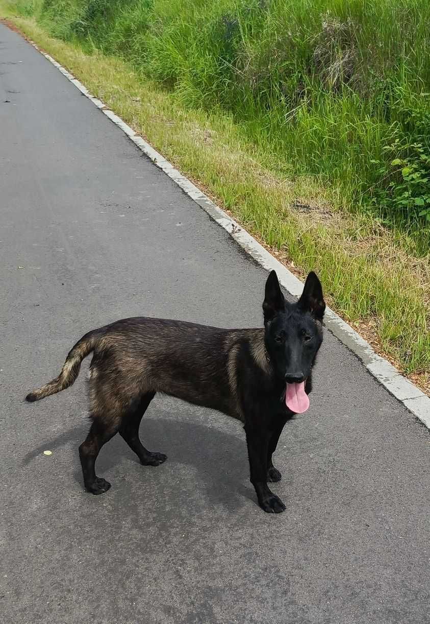 Бельгийская овчарка малинуа! 2 месяца! Malinois puppy