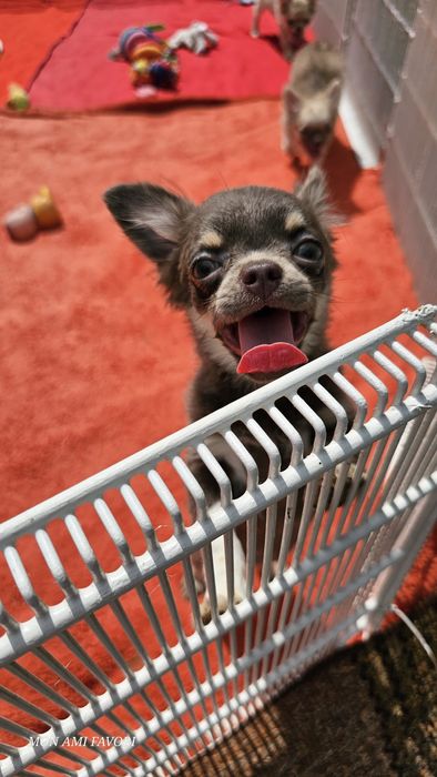 Блакитно-підпала зірочка, КСУ