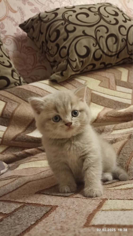 Шотландські кошенята