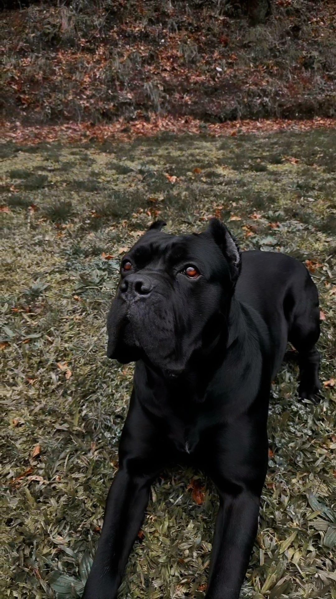 Cane Corso Italiano