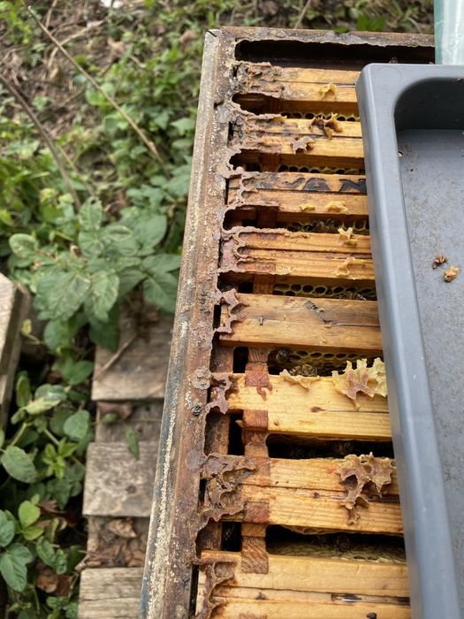 Propolis kit pszczeli