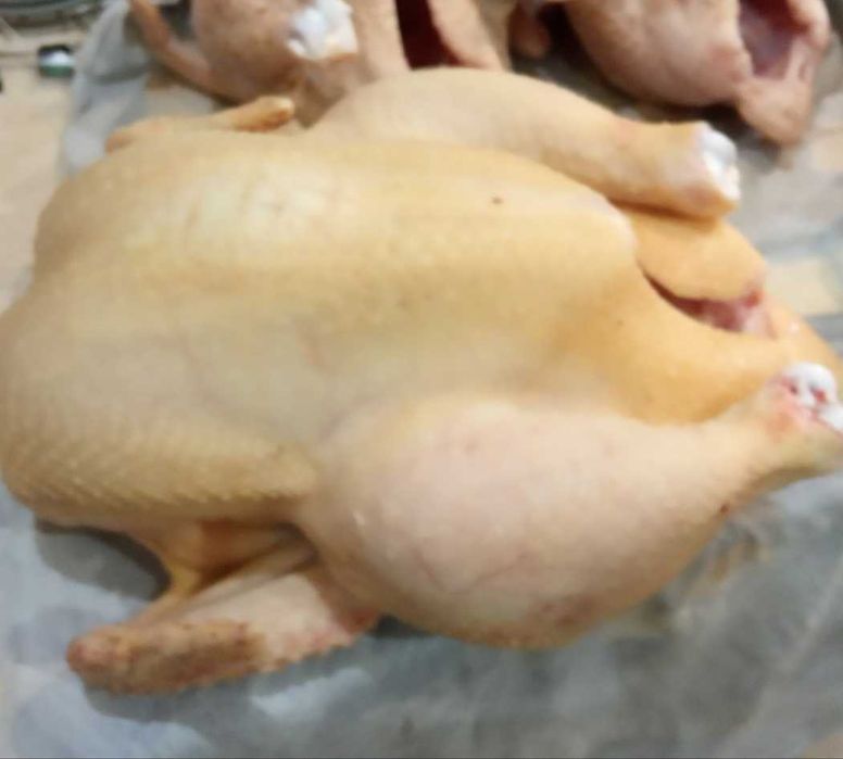 Опт і роздріб добові курчата бройлера