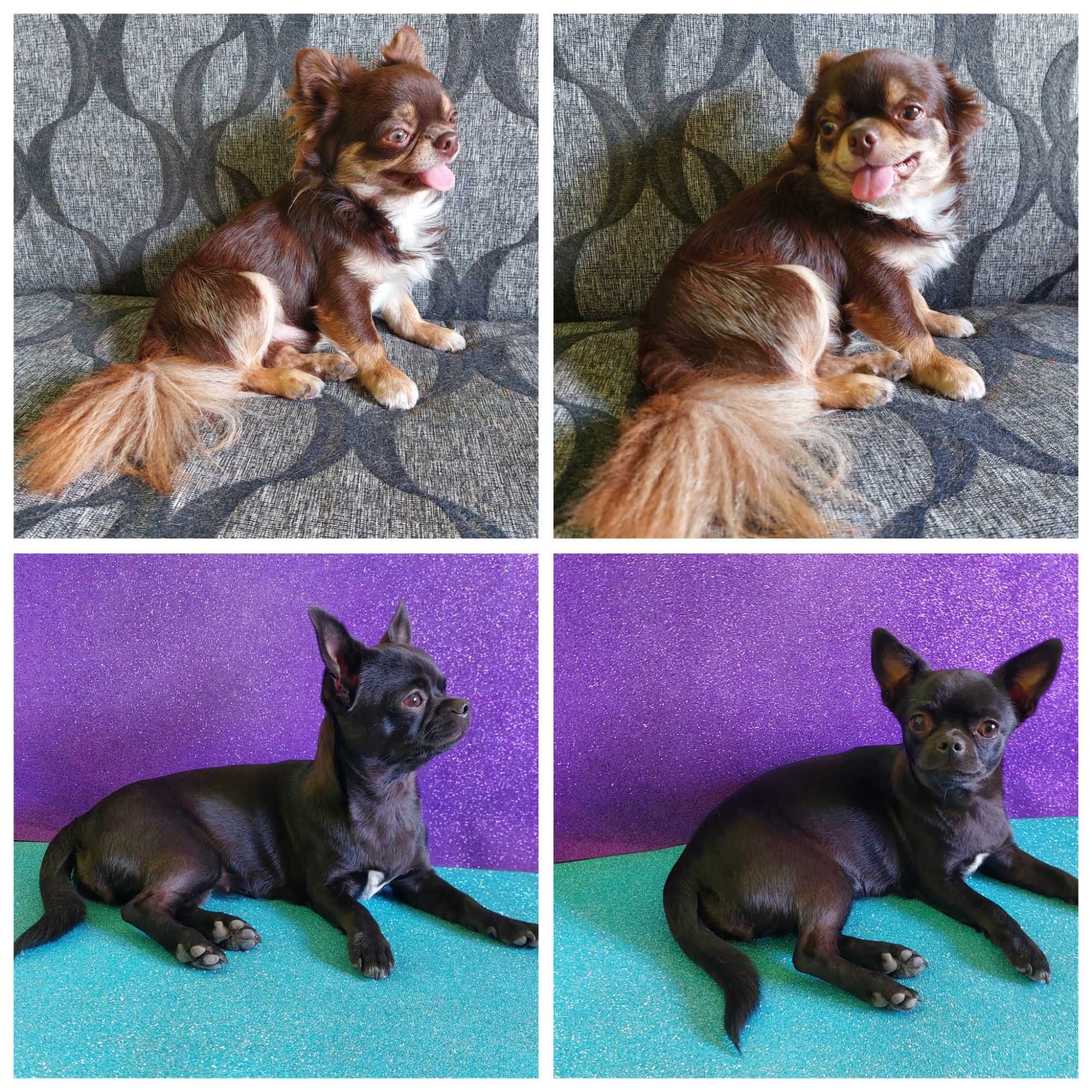Czarno-podpalany chihuahua Zevs