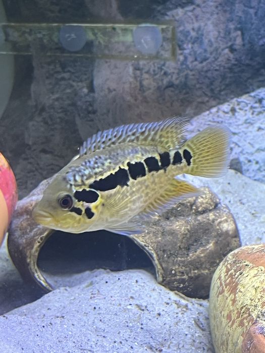 Parachromis loiselli