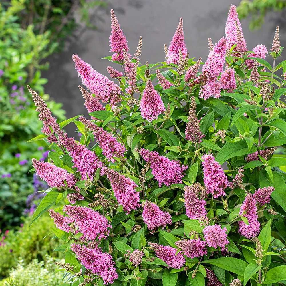 Buddleja/Krzew motyli/ -Candy Little Pink -Flora Szczecin