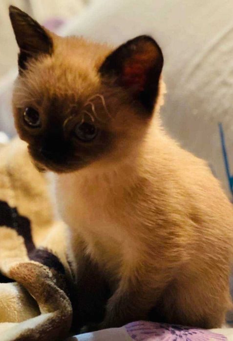 Тайські (сіамські) кошенятка