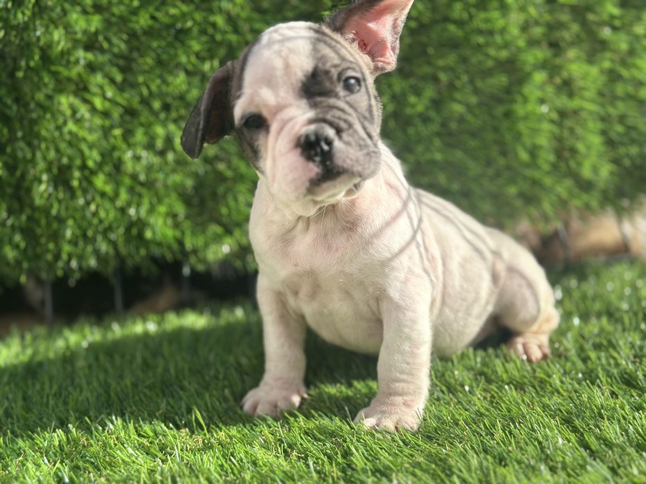 Bulldog frances puro
