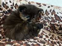 Kotka Maine coon z rodowodem FPL