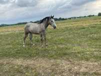 Ogierek sprzedam