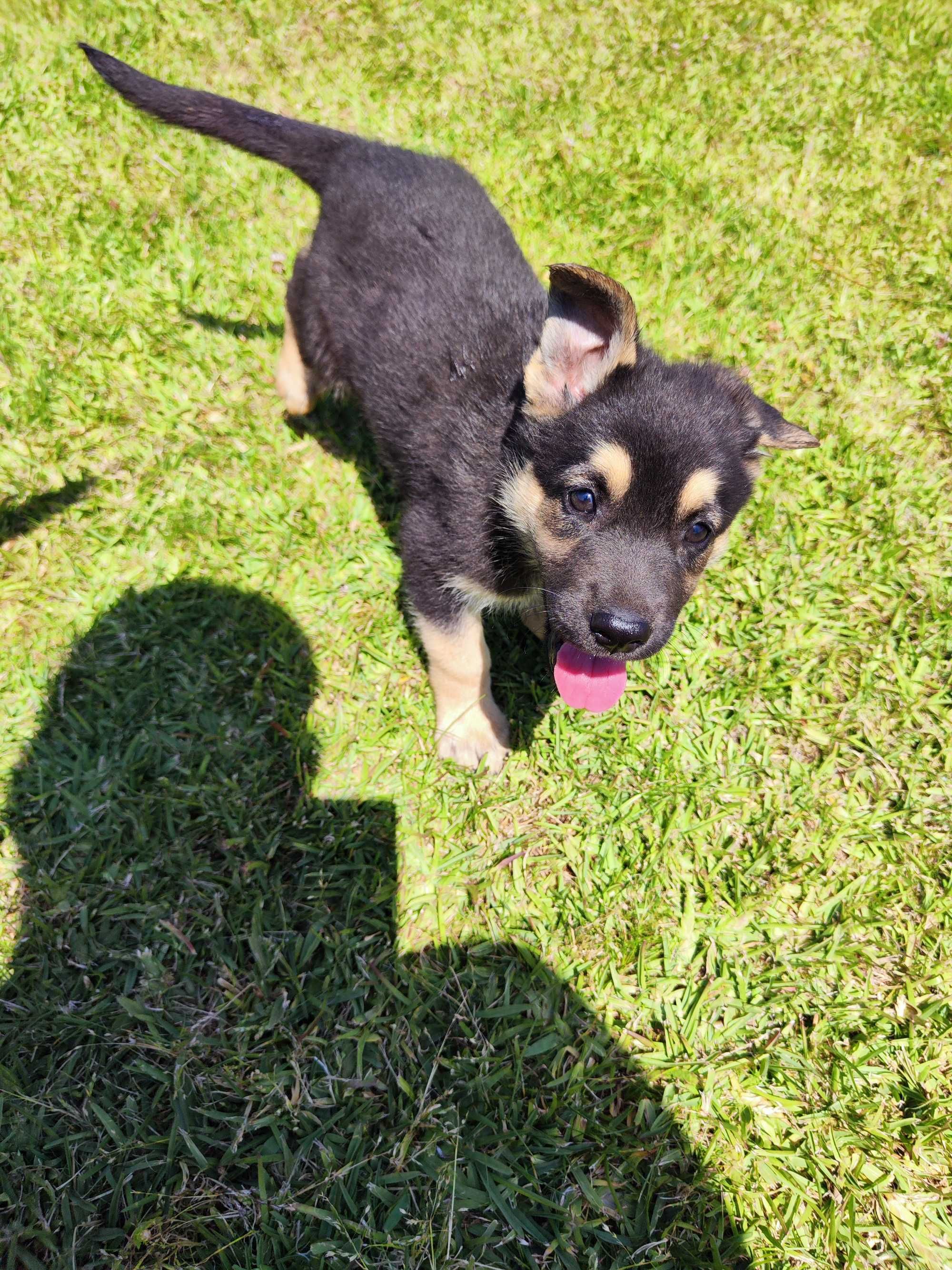 Cachorro Pastor Alemão com LOP