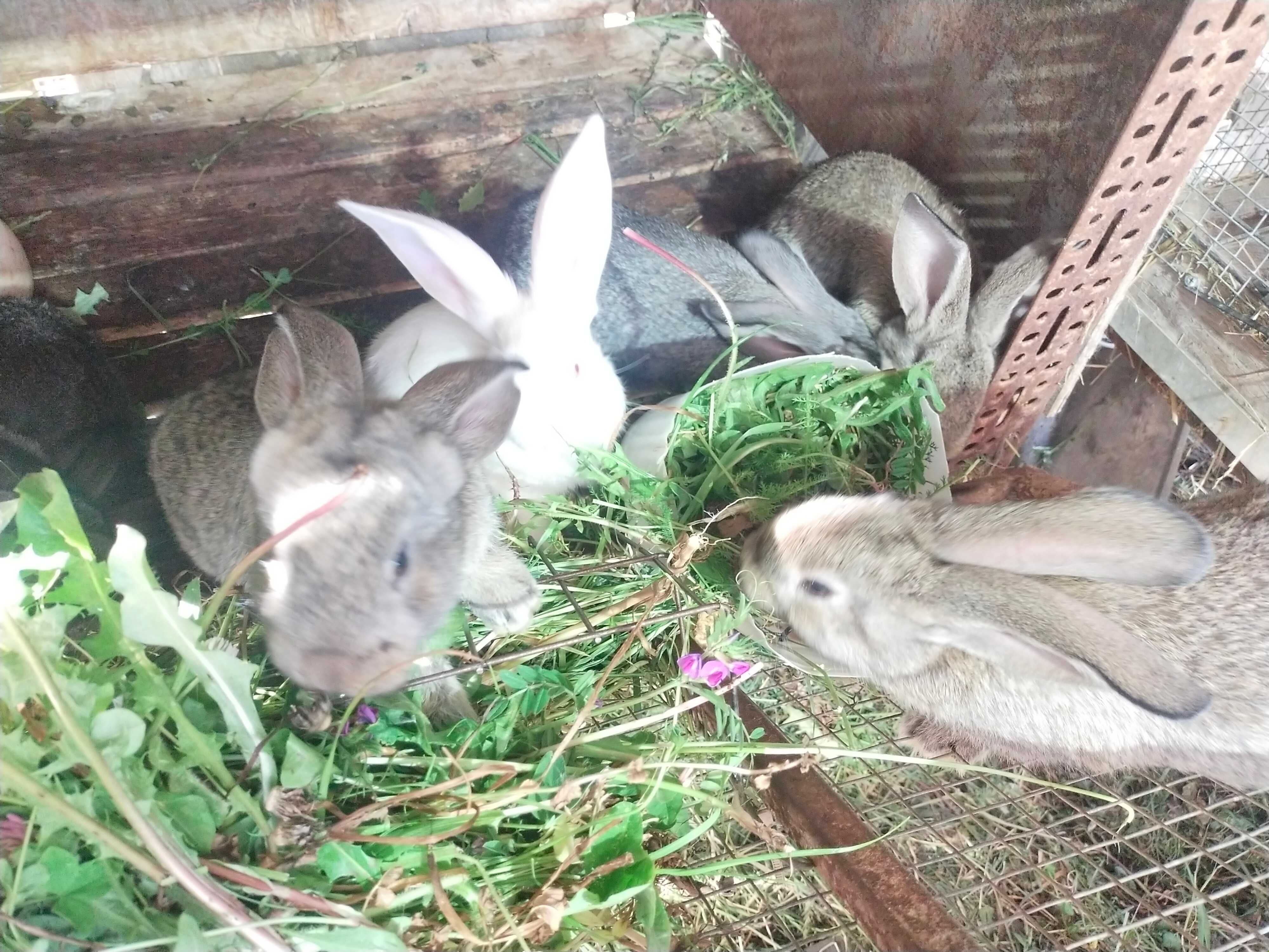 Młode króliki do chowu