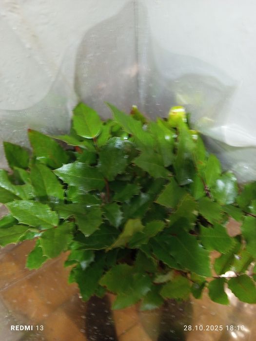 Sprzedam gałązka machonia