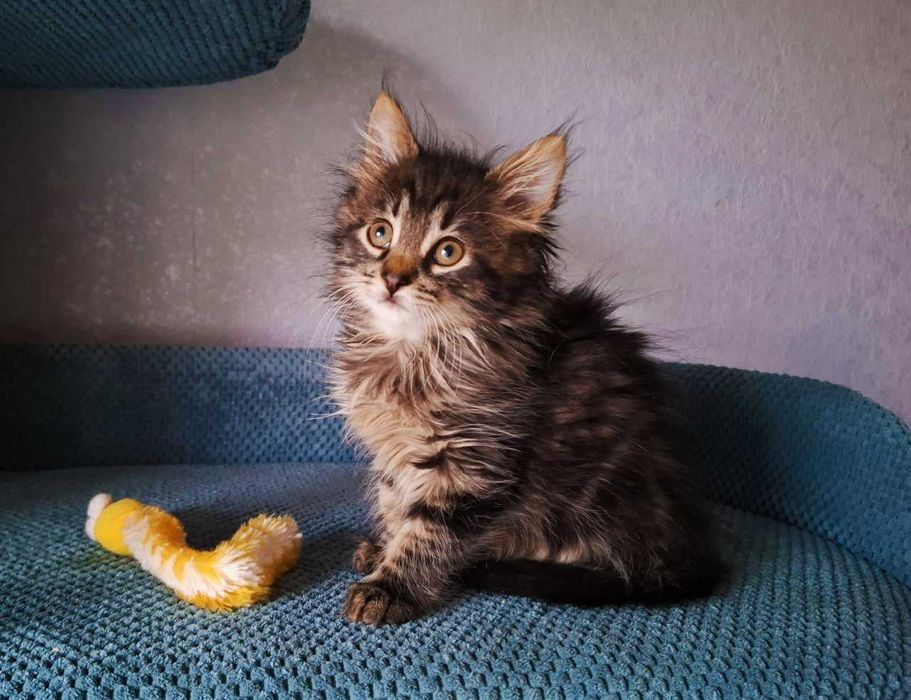 Маленьке котеня Пуша в пошуках дому дівчинка-красуня