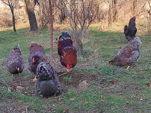 Яйце інкубаційне,курчата, Віандот блакитне золото, золото.