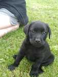 Labrador Retriever suczka