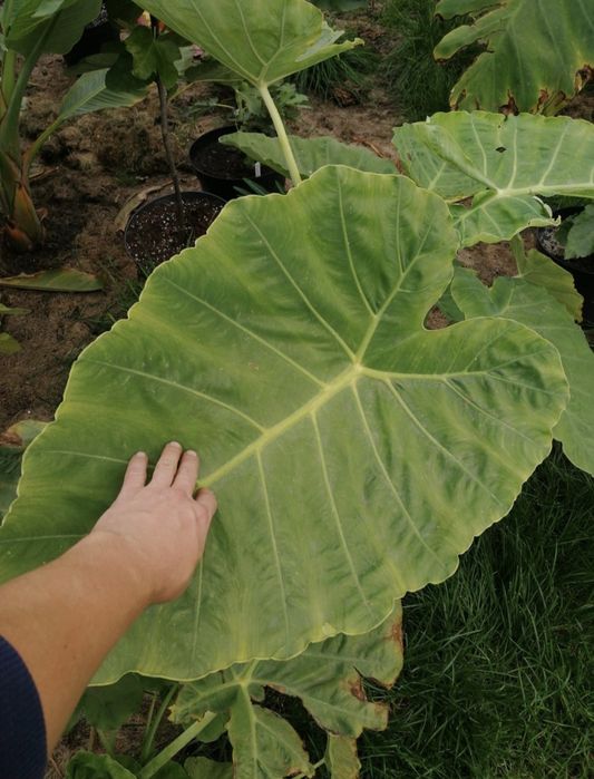 Colocasia esculenta -Kolokazja jadalna. Bulwa
Sadzimy