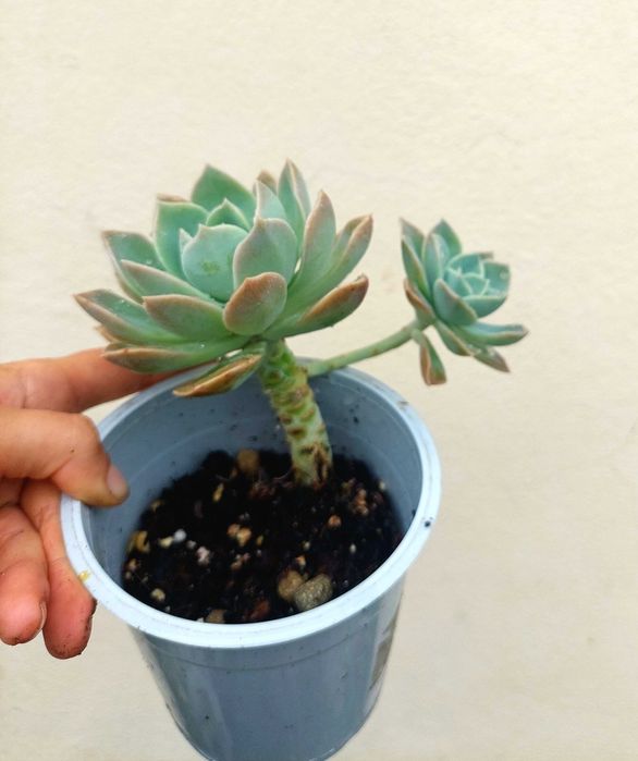 Suculenta Echeveria