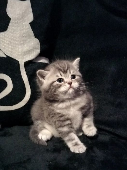 Fêmea British Shorthair tabby silver