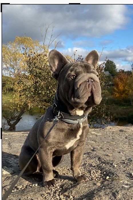 Вʼязка Французький бульдог Біг роб