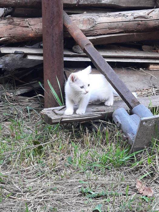 Безкоштовно кошенята