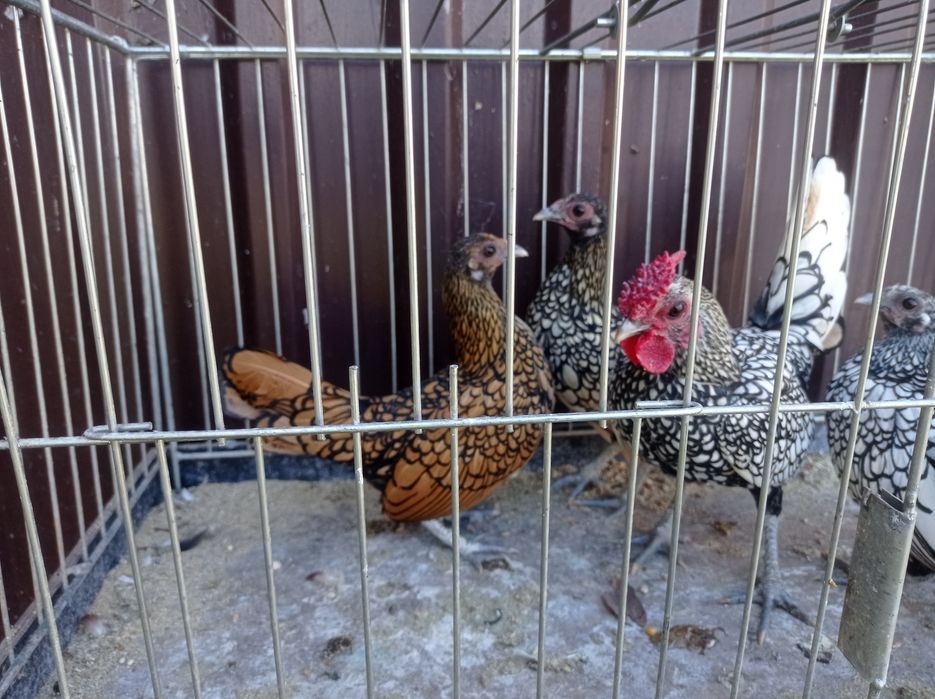 Sebrytki kury ozdobne