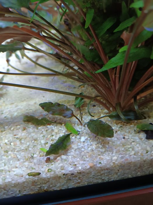 Bardzo ciekawa odmiana Cryptocoryne