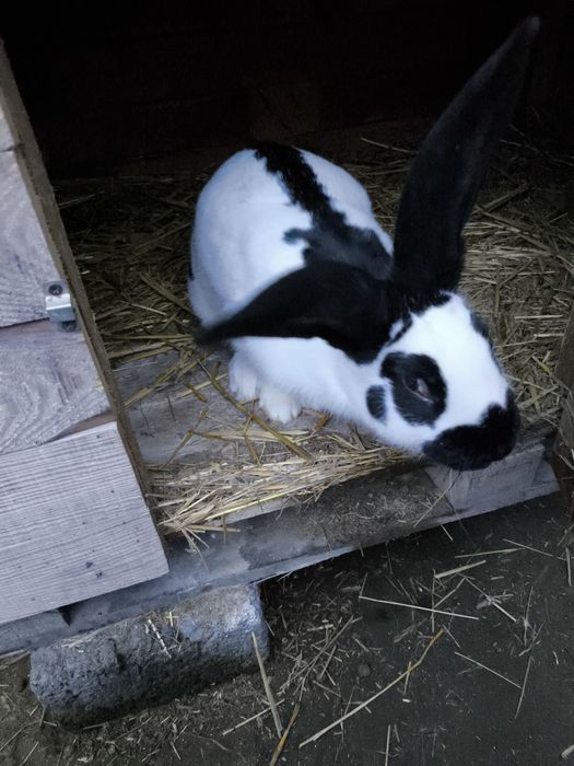 Króliki termondy,srokacze