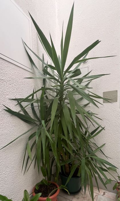 Vendo planta com 1,80 de interior