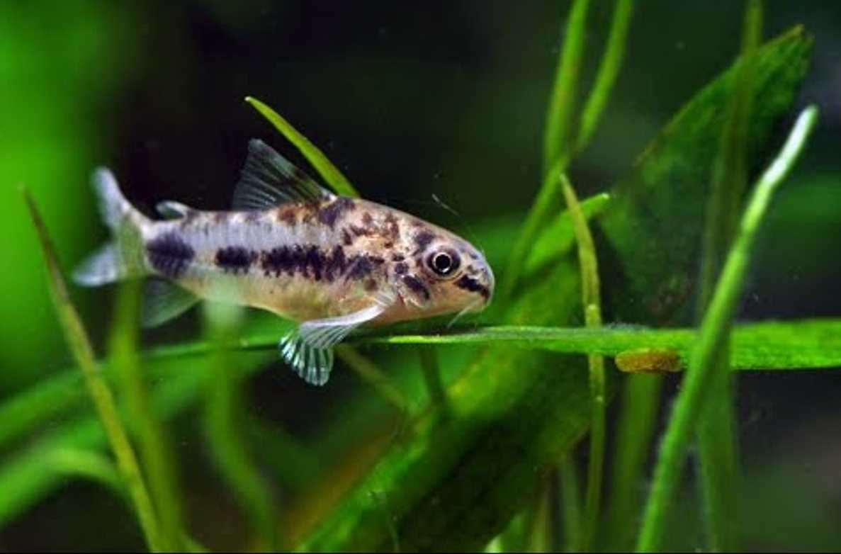 Kirysek pigmej - Kirys karłowaty - Corydoras pygmaeus - dowóz, wysyłka