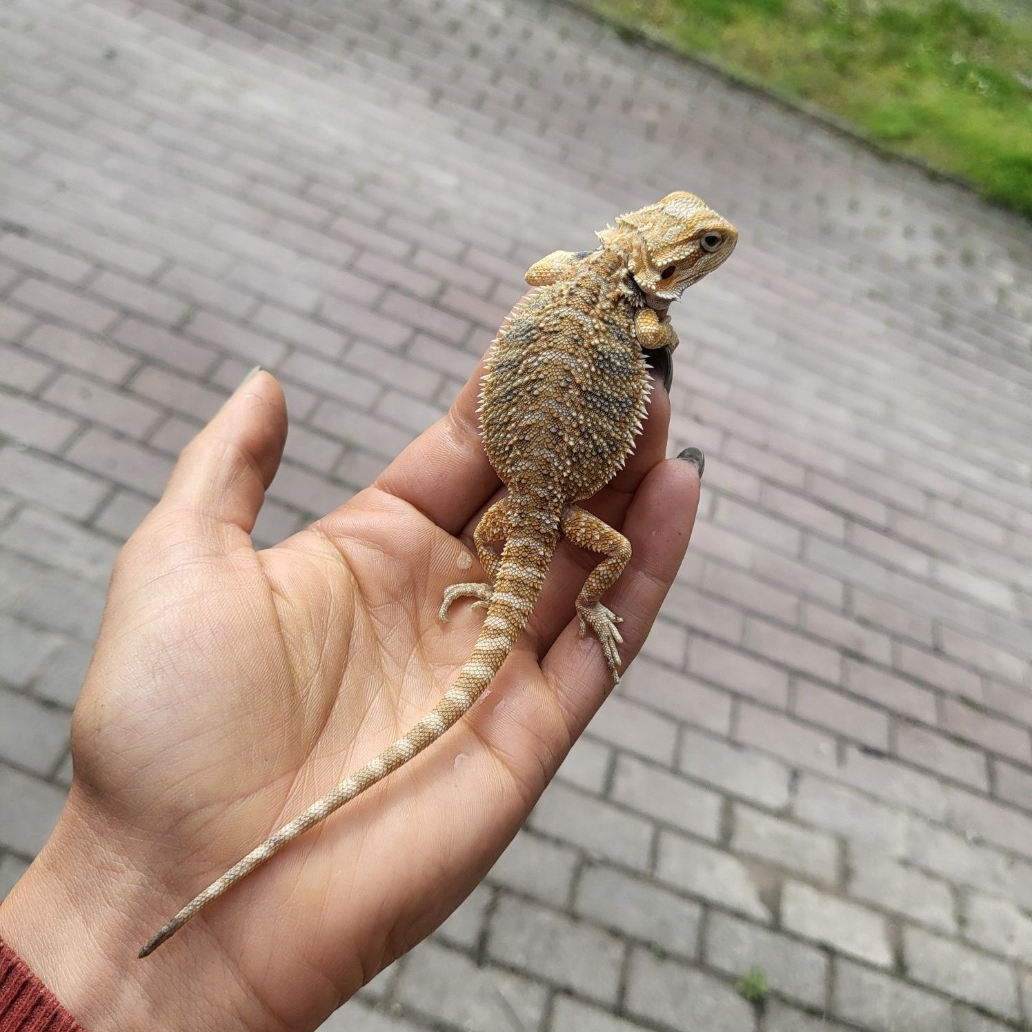 Agama brodata/ jaszczurka / gad