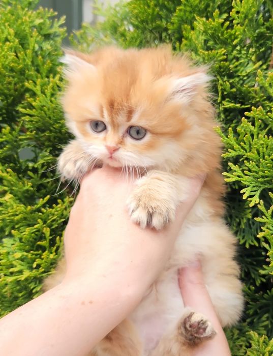 Шотландське кошеня золота шиншила