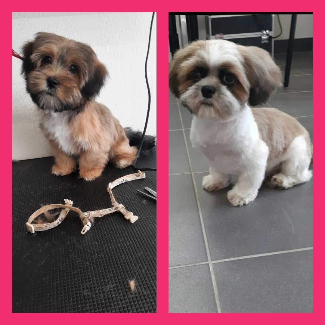 Psi fryzjer,Strzyżenie psów,psi salon, pielęgnacja królików, groomer