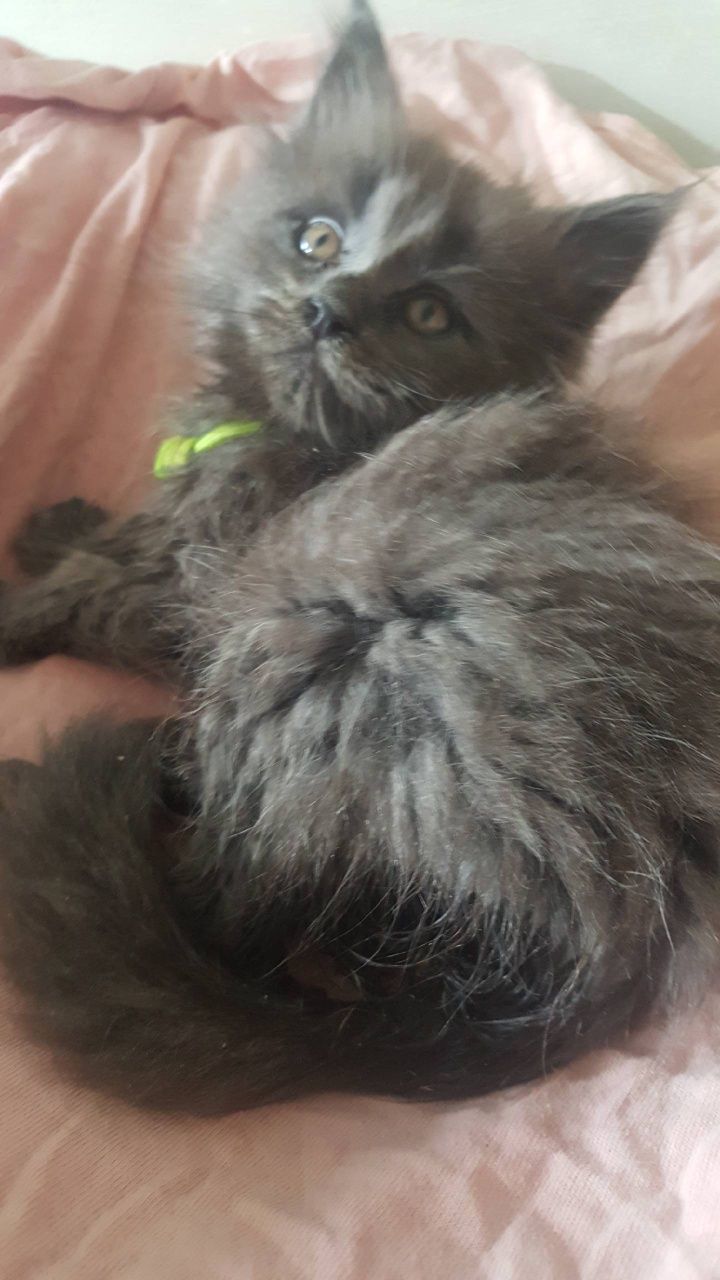 Niebieska kotka Maine Coon