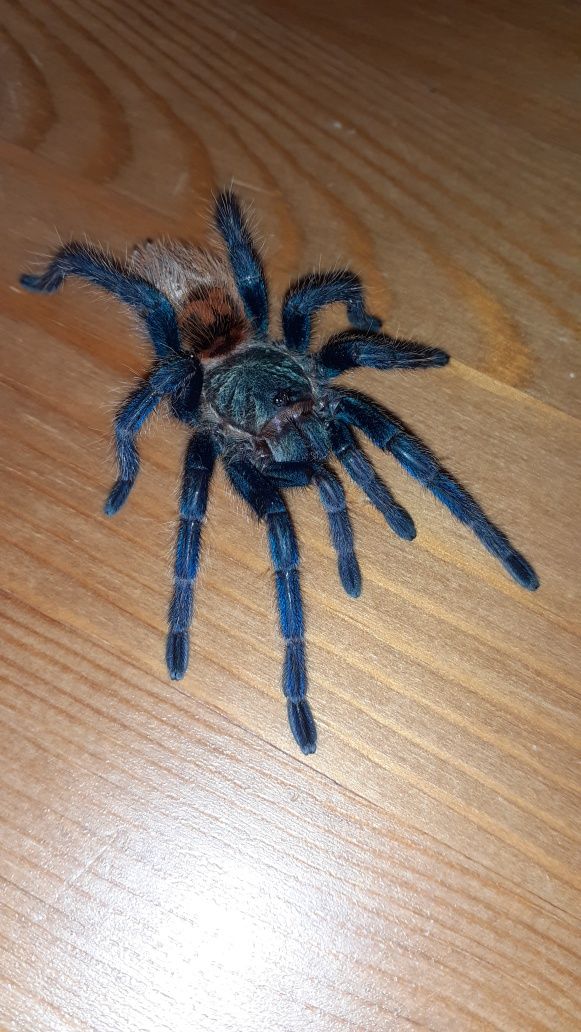 Chromatopelma cyaneopubescens SAMICA