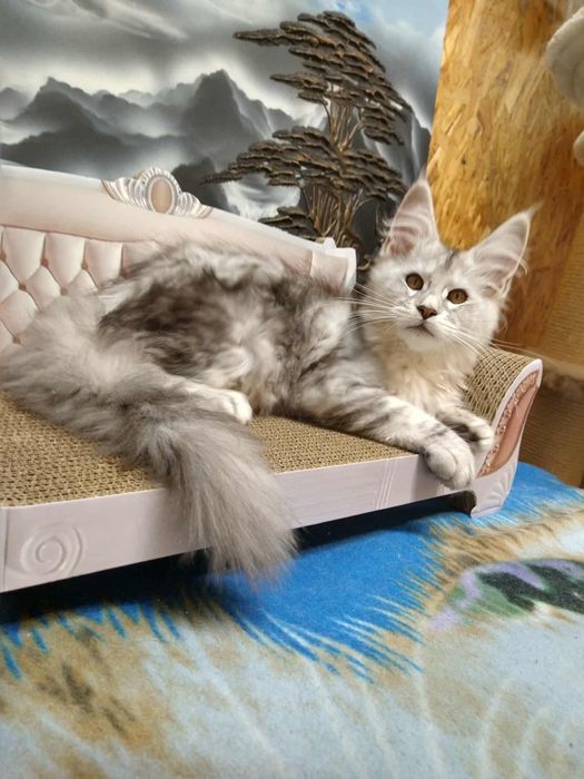 Piękny srebrny kocur Maine coon