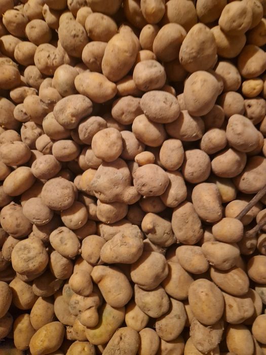 Ziemniaki paszowe ręcznie sortowane