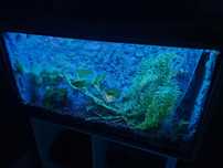 Terrarium dla gekon, wąż, Agama 80x40x40
