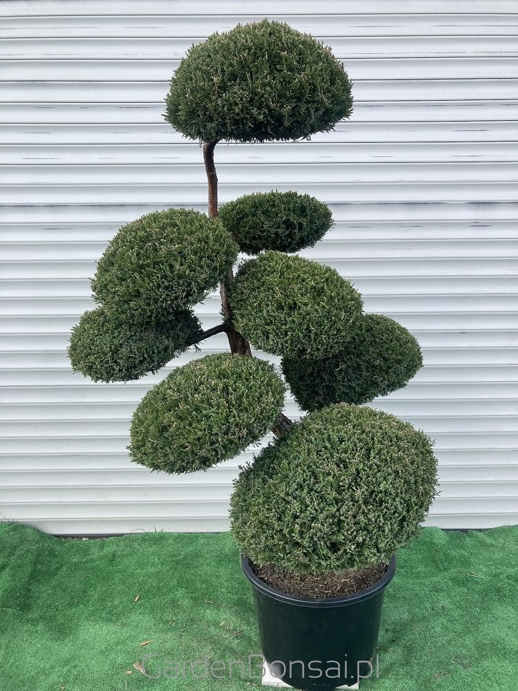 Doniczka z Bonsai z Jałowca pośredniego "Mint Julep" - 150 cm