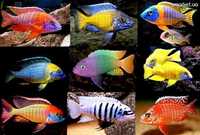 Большой выбор Африканских Малавийских Цихлид Аквариумные Рыбы