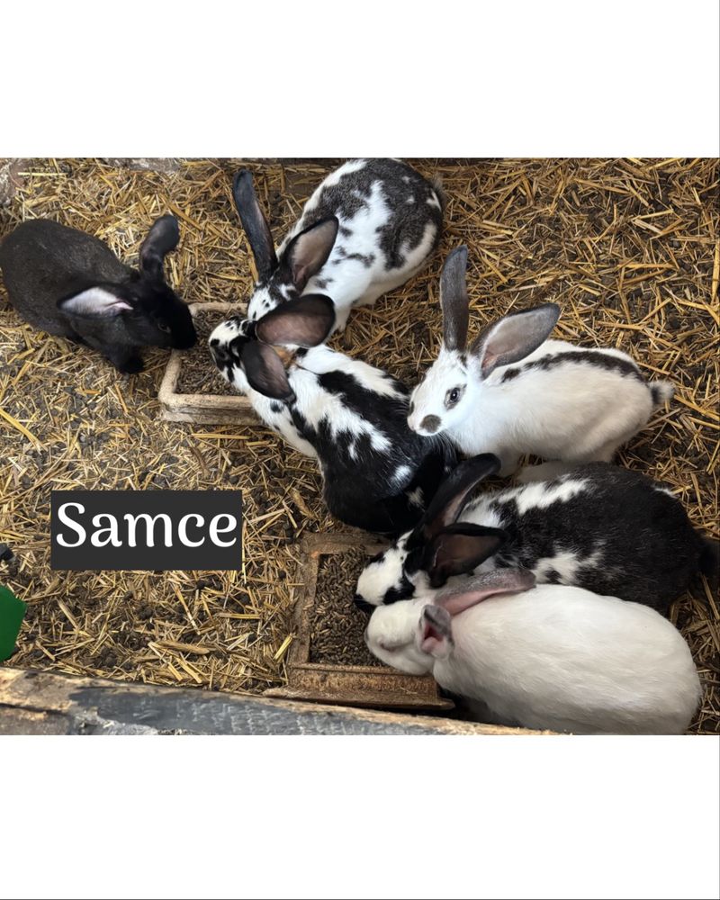 Króliki samce i samice