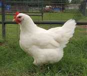 Galos Brancos Grandes 7/8kg