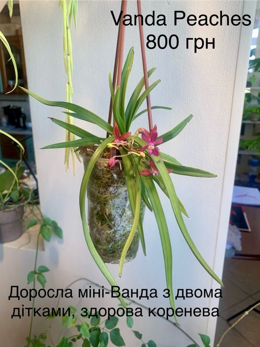 Орхідея Vanda Peaches Golden Sand
