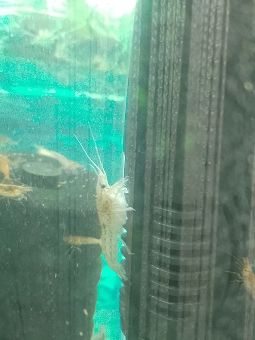 Карликовий акваріумний рак