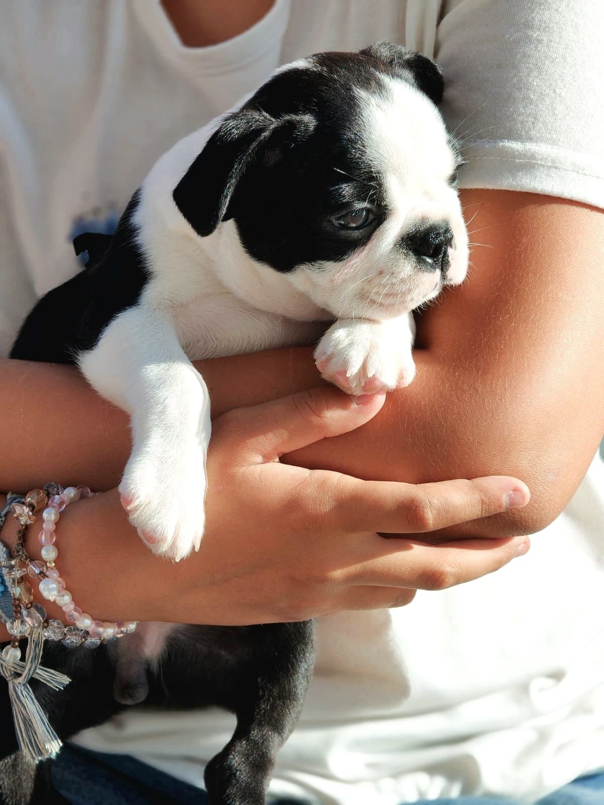 Boston Terrier ZKwP
