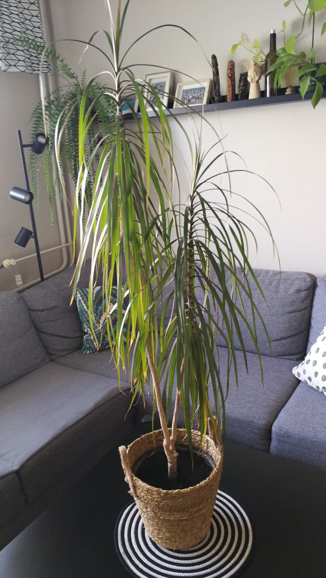 Dracena, roślina doniczkowa 130 cm, dwupędna