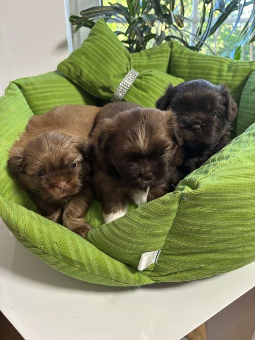 Shih tzu Sunie i samce z genem czekolady pełny rodowód ZHPR UCI